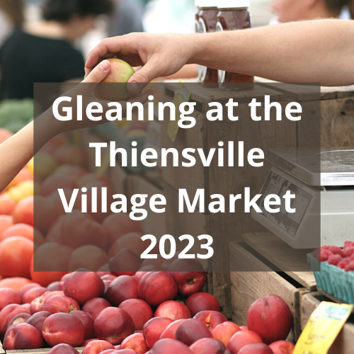 Gleaning at the Thiensville Village Market 2023