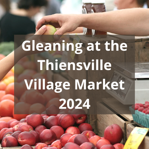 Gleaning at the Thiensville Village Market 2024