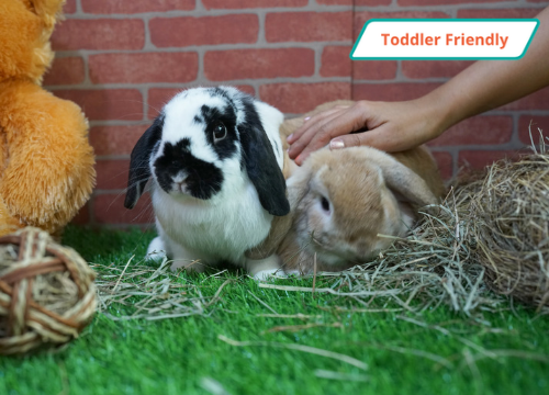 Helping Paws: Bunny Hay Feeders